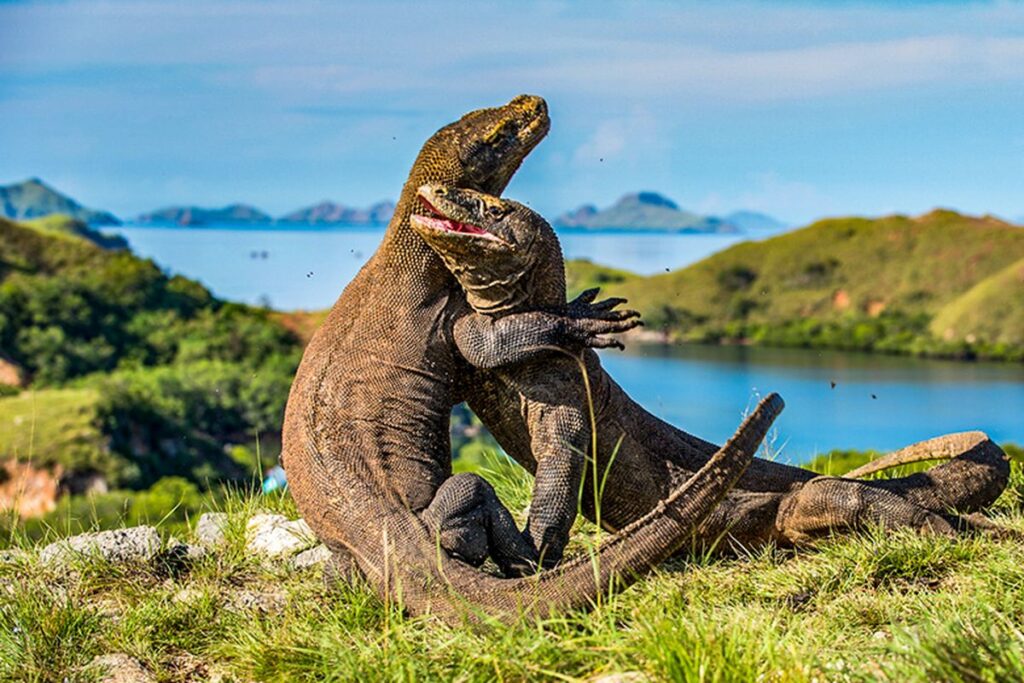 Pulau Komodo Destinasi Indah Untuk Liburan dan Honeymoon