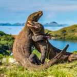 Pulau Komodo Destinasi Indah Untuk Liburan dan Honeymoon