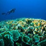 Menyelam Di Taman Nasional Bunaken