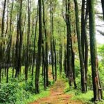 Sejuknya Suasana Hutan Pupuan