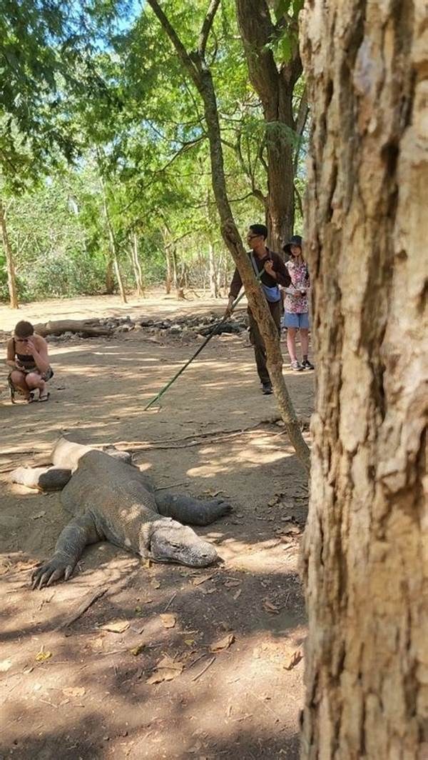 Bertemu Kadal Raksasa Di Komodo