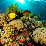 Ekosistem Laut Bunaken Sulawesi Utara