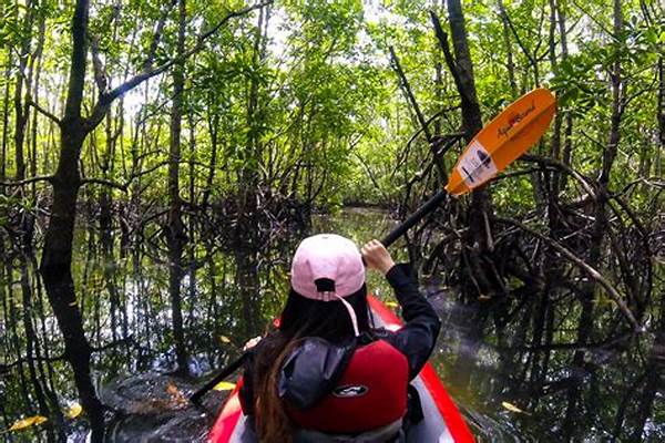 Menjelajah Mangrove Dengan Kayak