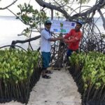 Rehabilitasi Kawasan Mangrove Kritis