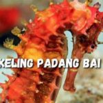 Spot Snorkeling Terpopuler Padang