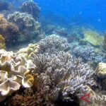 Surga Tersembunyi Kehidupan Laut