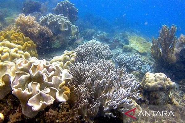 Surga Tersembunyi Kehidupan Laut