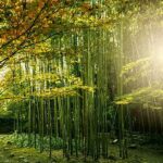 Taman Bambu Ala Jepang Yogyakarta