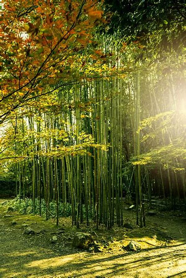 Taman Bambu Estetik Ala Jepang