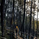 Trekking Hutan Pinus Di Ciwidey