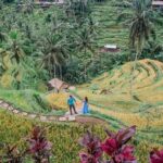 Wisata Alam Tegalalang Rice Terrace