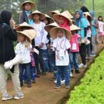 Edukasi Pertanian Organik Banyuwangi