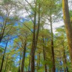 “hutan Pinus Menawan Malino”