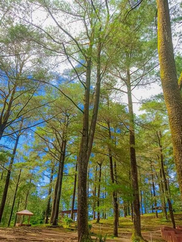 “hutan Pinus Menawan Malino”
