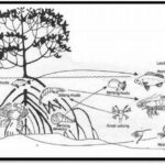 **interaksi Flora Dan Fauna Mangrove**