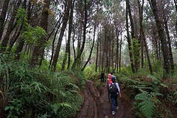 Jalur Trekking Hutan Pupuan