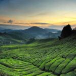 Jelajah Pegunungan Cameron Highlands