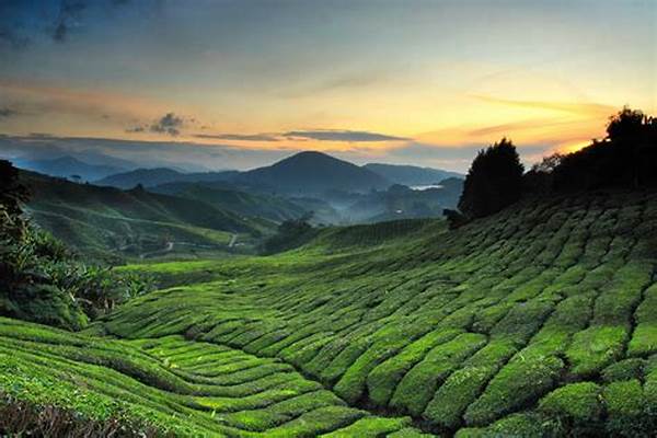 Jelajah Pegunungan Cameron Highlands