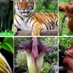 Jelajahi Kekayaan Flora Dan Fauna Indonesia