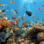 Keajaiban Taman Laut Bunaken