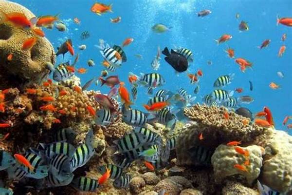 Keajaiban Taman Laut Bunaken