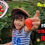 Kebun Strawberry Petik Mandiri Ciwidey