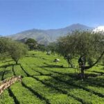 “kebun Teh Wisata Malang”