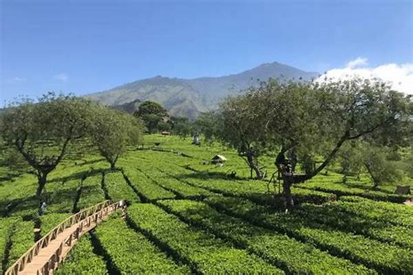 “kebun Teh Wisata Malang”