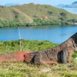 Melihat Komodo Habitat Aslinya