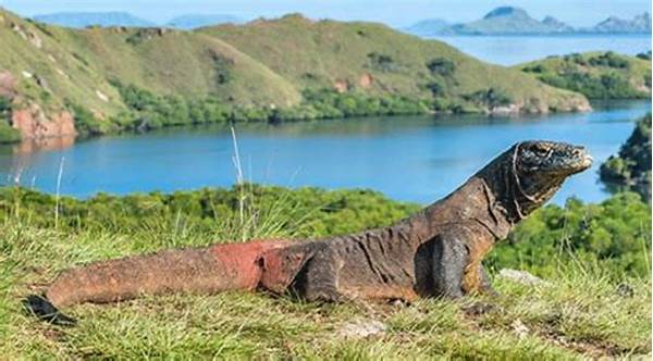 Melihat Komodo Habitat Aslinya