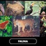 Spesies Endemik Gunung Kerinci