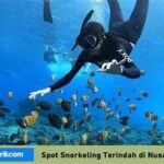 Spot Snorkeling Paling Populer