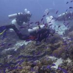Eksplorasi Karang Apo Island Diving