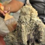 Fosil Purba Langkawi Terpelihara
