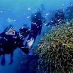 Jelajah Keindahan Bawah Laut