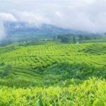 Kebun Teh Hijau Pangalengan