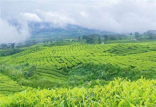 Kebun Teh Hijau Pangalengan