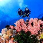 Keindahan Alam Bawah Laut Komodo