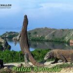 “keindahan Pulau Komodo Yang Ajaib”