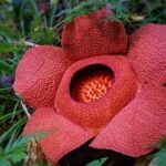 Keunikan Flora Dan Fauna Sibolga