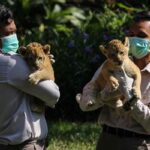 Pembiakan Buatan Hewan Eksotis