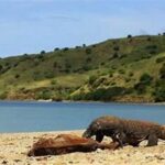**perlindungan Habitat Komodo Liar**