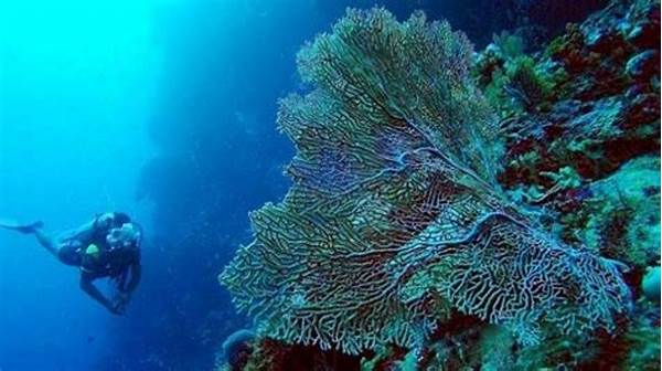 Tempat Terbaik Menyelam Di Indonesia