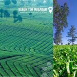 Wisata Edukasi Produksi Teh