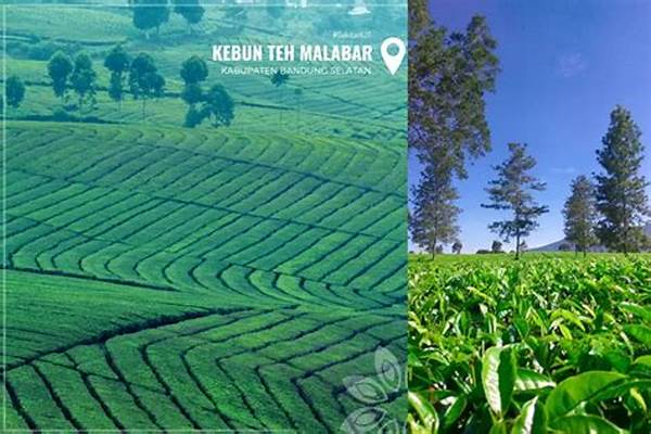 Wisata Edukasi Produksi Teh