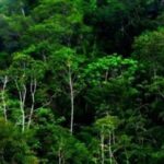 Ekosistem Hutan Hujan Sumatera Selatan