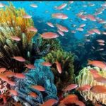 Keindahan Bawah Laut Wakatobi