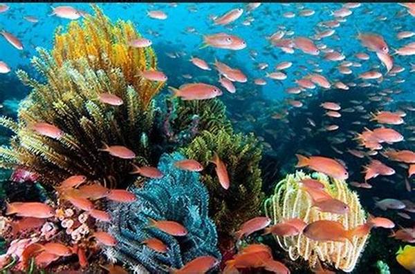 Keindahan Bawah Laut Wakatobi