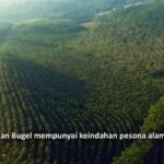 Pesona Alami Hutan Karet Sigro Pati
