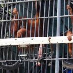 Rehabilitasi Satwa Korban Perdagangan Ilegal